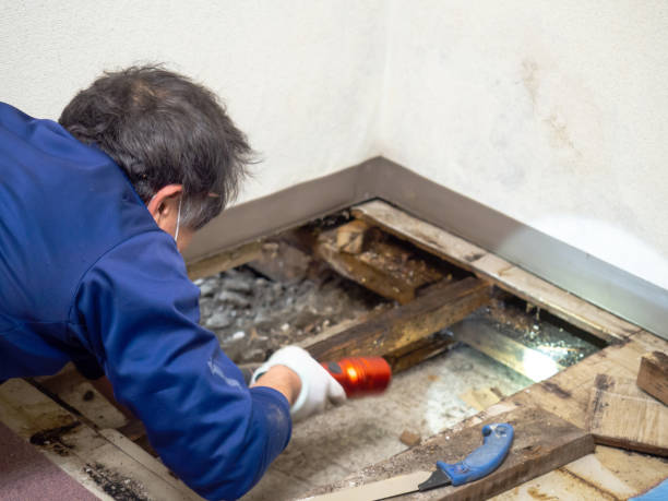 Best Office Mold Removal Services  in Oakwood, PA