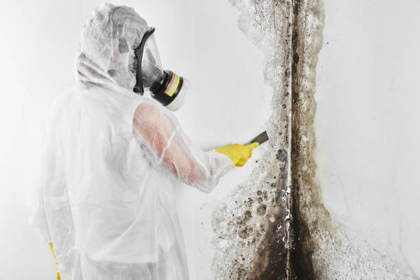 Professional Mold Removal in Oakwood, PA