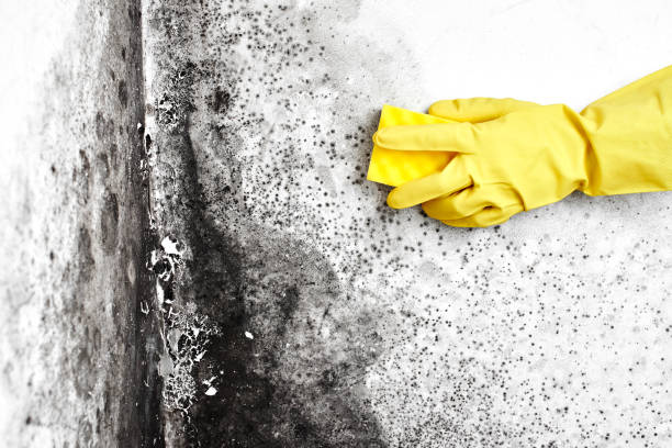 Mold Testing and Removal in Oakwood, PA