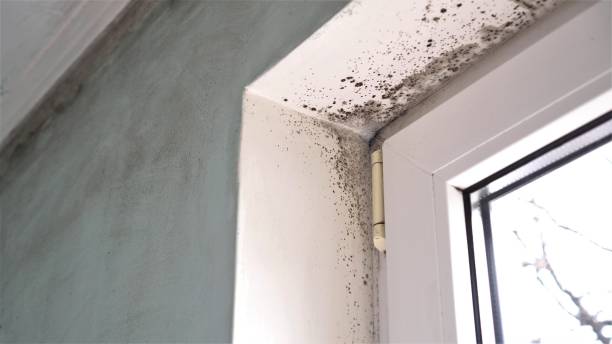 Best Local Mold Removal Service  in Oakwood, PA