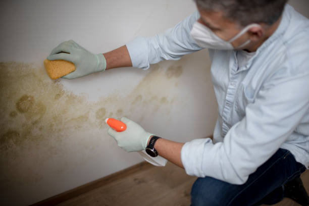 Mold Removal Process in Oakwood, PA