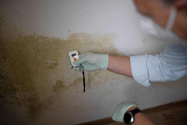 Best Mold Removal Company Near Me  in Oakwood, PA