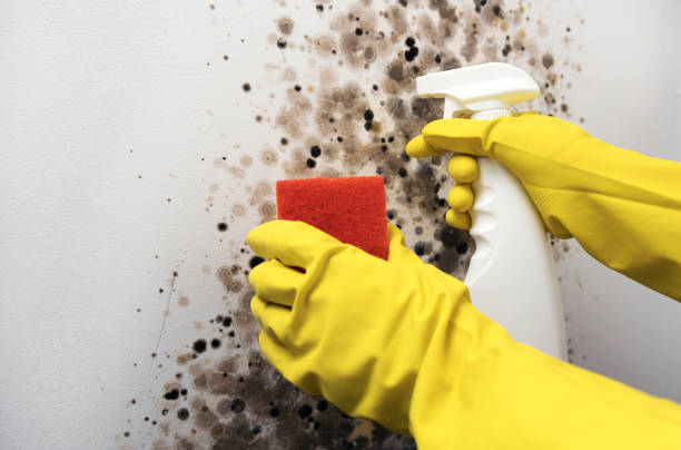 Best Emergency Mold Removal  in Oakwood, PA