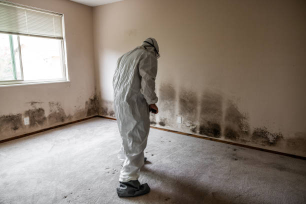 Certified Mold Removal in Oakwood, PA