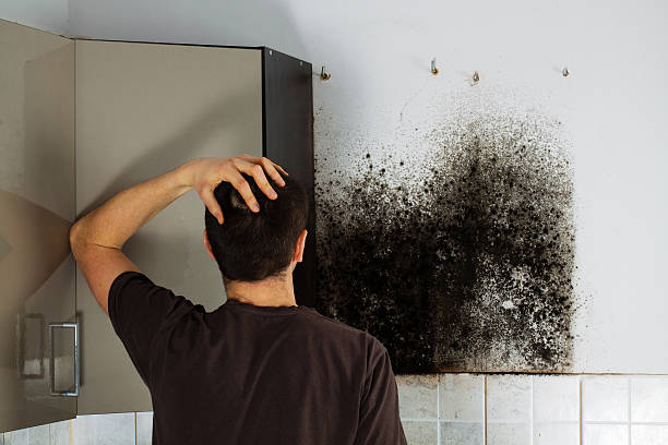 Best Mold Testing and Removal  in Oakwood, PA