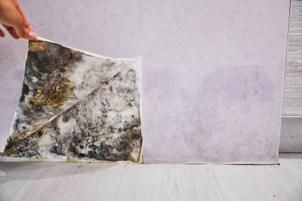 Best Mold Cleaning Services  in Oakwood, PA